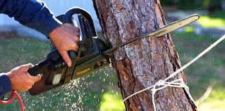 Professional Tree Removal in Guerneville, CA