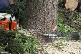 Best Leaf Removal  in Guerneville, CA