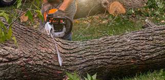 Best Sod Installation  in Guerneville, CA
