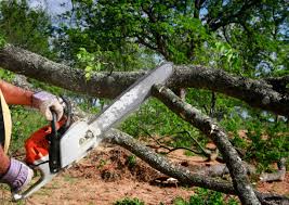 Best Seasonal Cleanup (Spring/Fall)  in Guerneville, CA