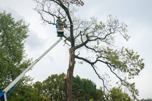 Best Tree Health Inspection  in Guerneville, CA