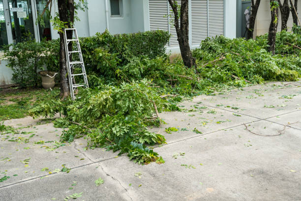 Organic Lawn Care Solutions in Guerneville, CA