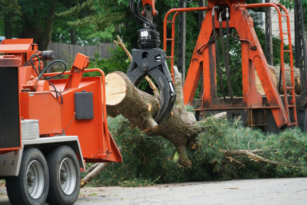Best Emergency Tree Removal  in Guerneville, CA