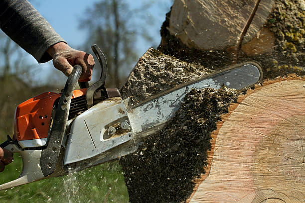 Best Lawn Maintenance Plans  in Guerneville, CA