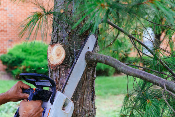 Best Fruit Tree Pruning  in Guerneville, CA